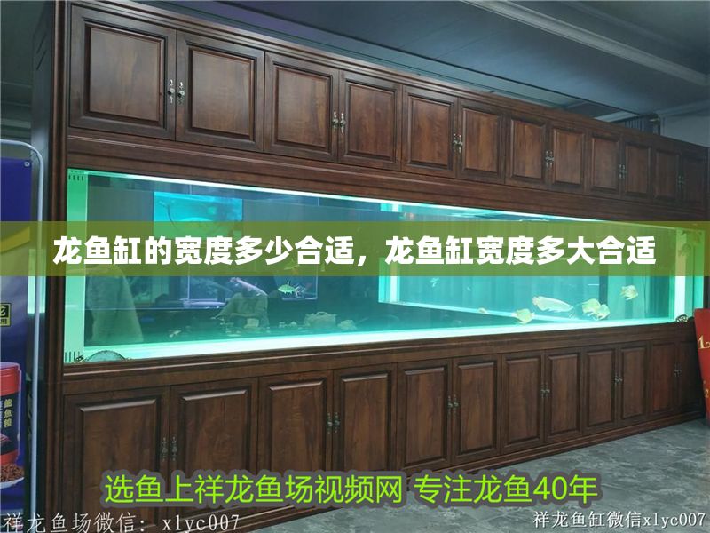 龍魚缸的寬度多少合適，龍魚缸寬度多大合適