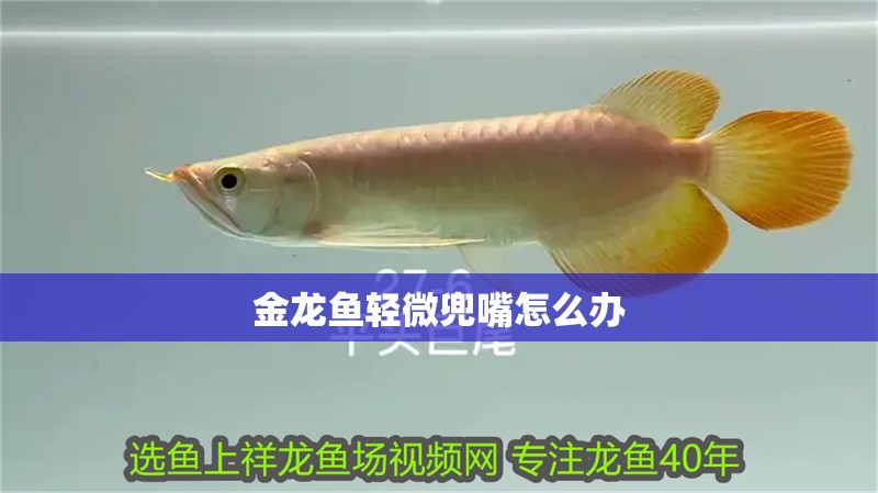 金龍魚輕微兜嘴怎么辦
