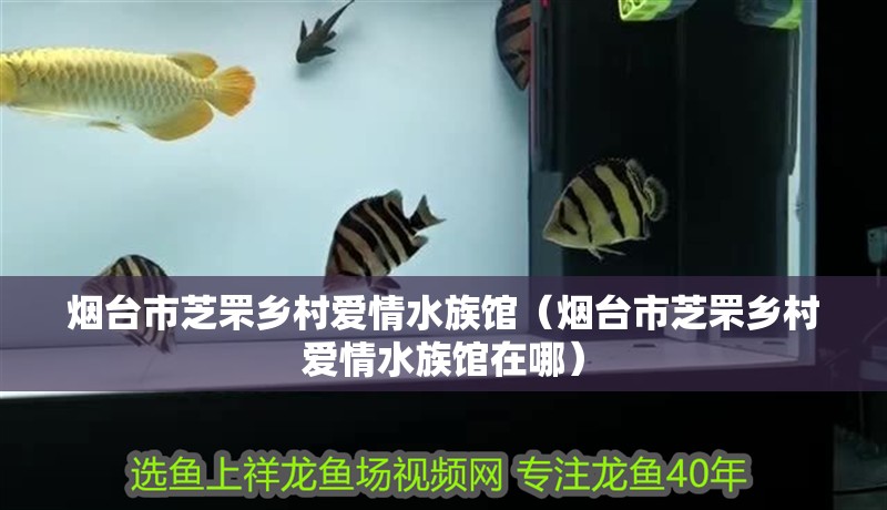 煙臺(tái)市芝罘鄉(xiāng)村愛(ài)情水族館(煙臺(tái)市芝罘鄉(xiāng)村愛(ài)情水族館在哪) 全國(guó)水族館企業(yè)名錄 第2張 煙臺(tái)市芝罘鄉(xiāng)村愛(ài)情水族館(煙臺(tái)市芝罘鄉(xiāng)村愛(ài)情水族館在哪) 煙臺(tái)市芝罘鄉(xiāng)村愛(ài)情水族館(煙臺(tái)市芝罘鄉(xiāng)村愛(ài)情水族館在哪) 全國(guó)水族館企業(yè)名錄 第2張