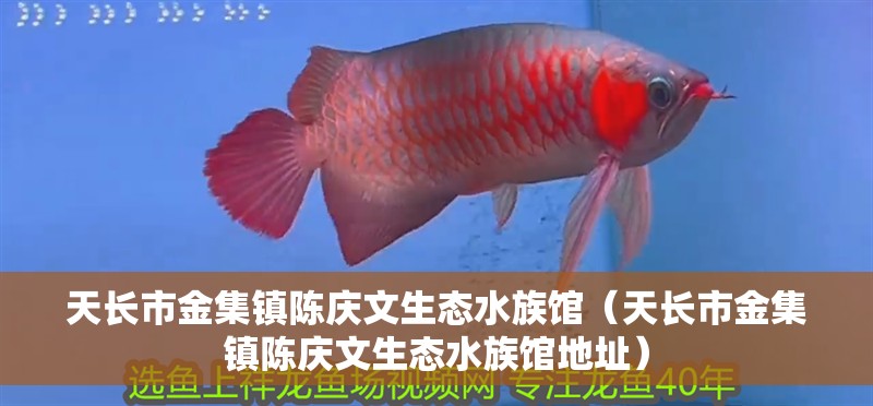天長市金集鎮陳慶文生態水族館（天長市金集鎮陳慶文生態水族館地址） 天長市金集鎮陳慶文生態水族館（天長市金集鎮陳慶文生態水族館地址） 全國水族館企業名錄 第2張
