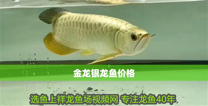 金龍銀龍魚價格