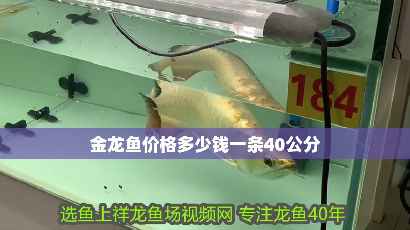 金龍魚價格多少錢一條40公分 金龍魚價格多少錢一條40公分 龍魚百科 第2張