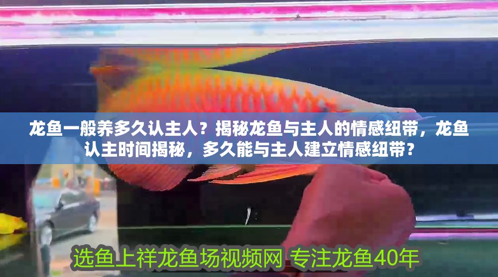 龍魚一般養多久認主人?揭秘龍魚與主人的情感紐帶,龍魚認主時間揭秘,多久能與主人建立情感紐帶? 龍魚百科 第1張 龍魚一般養多久認主人?揭秘龍魚與主人的情感紐帶,龍魚認主時間揭秘,多久能與主人建立情感紐帶? 龍魚一般養多久認主人?揭秘龍魚與主人的情感紐帶,龍魚認主時間揭秘,多久能與主人建立情感紐帶? 龍魚百科 第1張