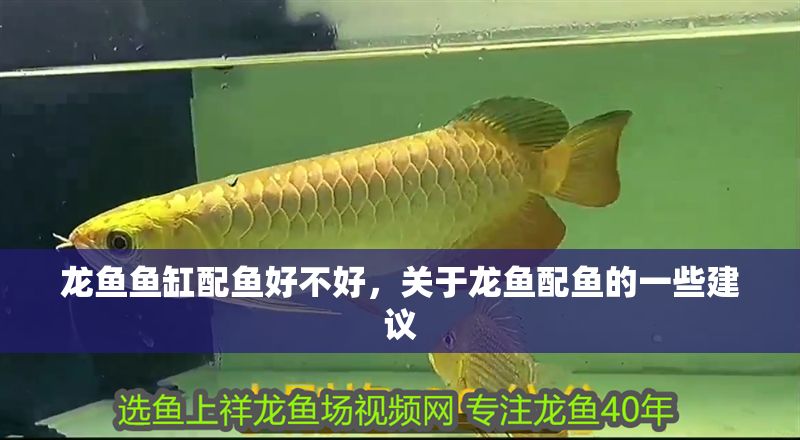 龍魚魚缸配魚好不好，關于龍魚配魚的一些建議