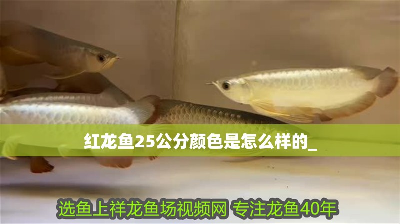 紅龍魚25公分顏色是怎么樣的_