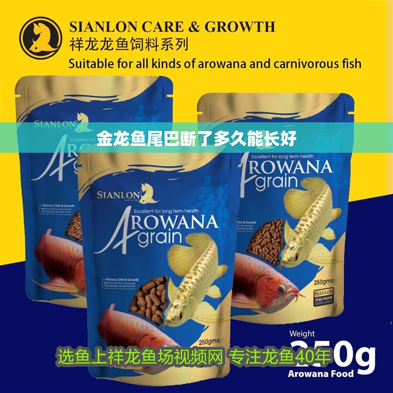 金龍魚尾巴斷了多久能長好 龍魚百科 第2張 金龍魚尾巴斷了多久能長好 金龍魚尾巴斷了多久能長好 龍魚百科 第2張