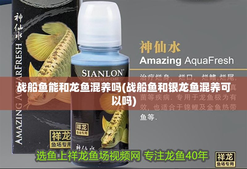 戰(zhàn)船魚(yú)能和龍魚(yú)混養(yǎng)嗎(戰(zhàn)船魚(yú)和銀龍魚(yú)混養(yǎng)可以嗎)