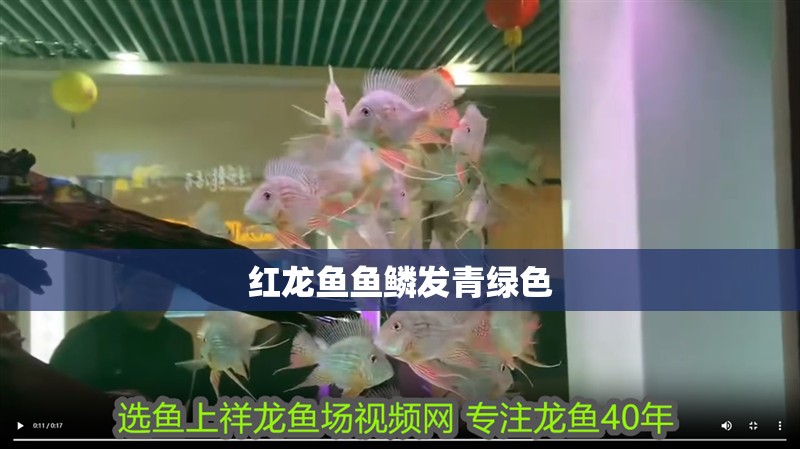紅龍魚魚鱗發青綠色