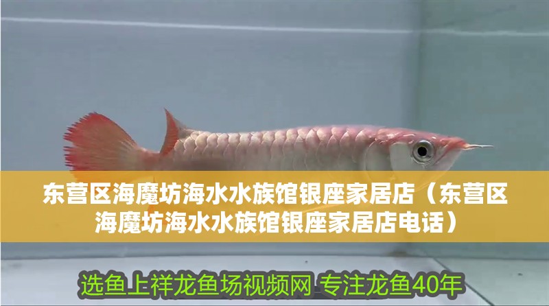 東營區海魔坊海水水族館銀座家居店（東營區海魔坊海水水族館銀座家居店電話） 東營區海魔坊海水水族館銀座家居店（東營區海魔坊海水水族館銀座家居店電話） 全國水族館企業名錄 第2張