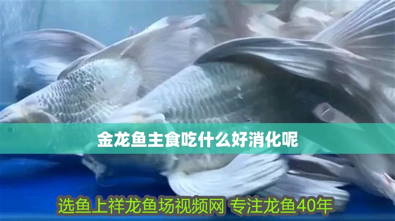 金龍魚主食吃什么好消化呢