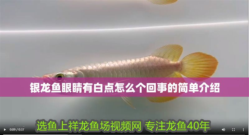銀龍魚眼睛有白點怎么個回事的簡單介紹