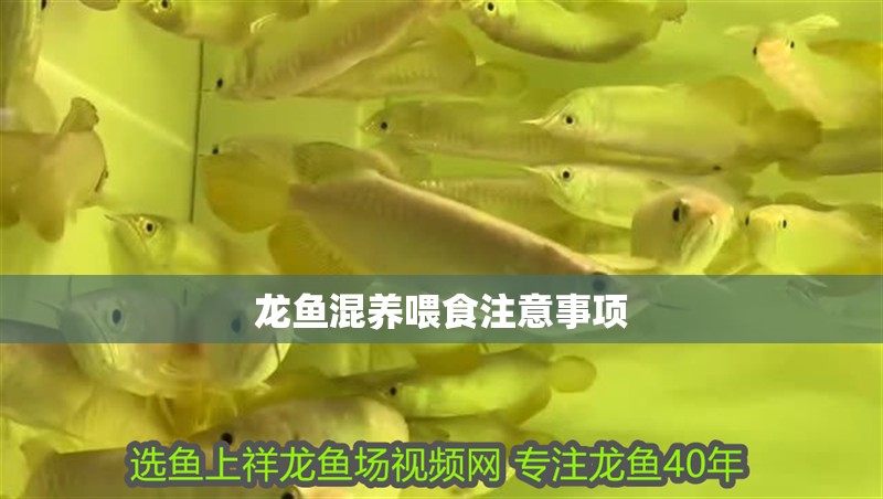 龍魚混養(yǎng)喂食注意事項 龍魚百科 第2張 龍魚混養(yǎng)喂食注意事項 龍魚混養(yǎng)喂食注意事項 龍魚百科 第2張