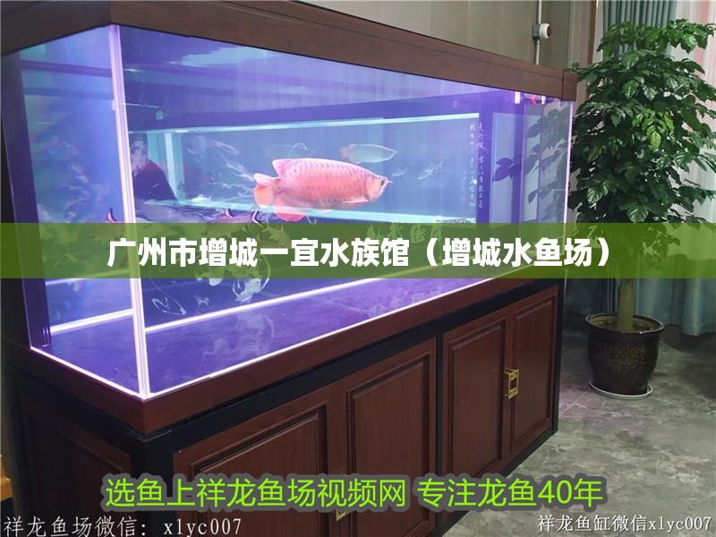 廣州市增城一宜水族館（增城水魚場）