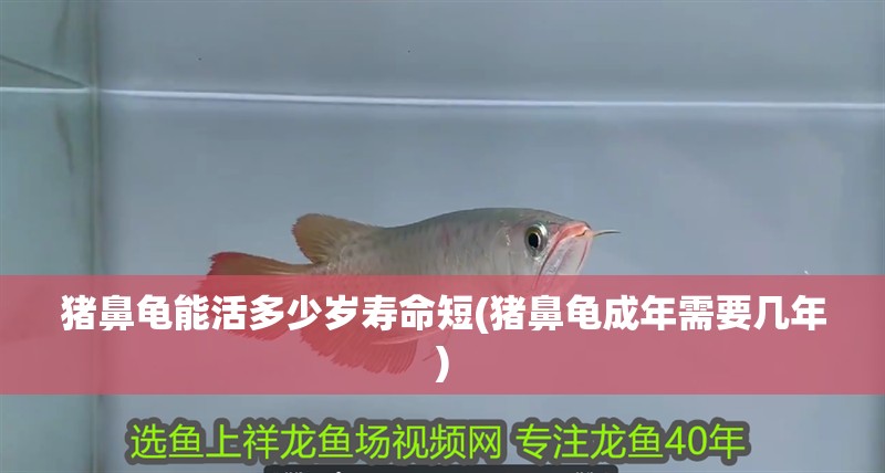 豬鼻龜能活多少歲壽命短(豬鼻龜成年需要幾年) 豬鼻龜能活多少歲壽命短(豬鼻龜成年需要幾年) 豬鼻龜百科