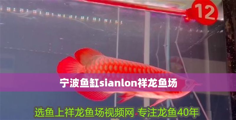 寧波魚缸sianlon祥龍魚場