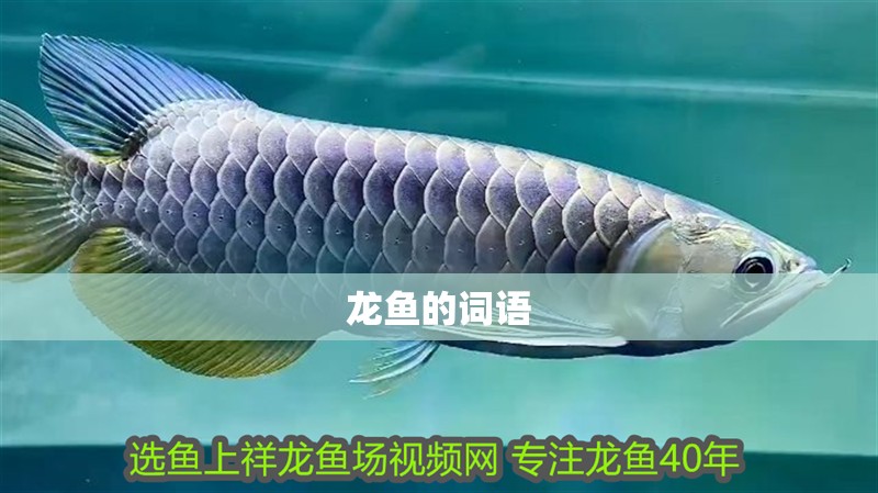 龍魚的詞語