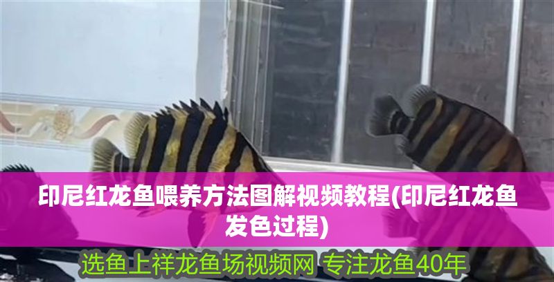 印尼紅龍魚喂養方法圖解視頻教程(印尼紅龍魚發色過程) 印尼紅龍魚喂養方法圖解視頻教程(印尼紅龍魚發色過程) 紅龍魚百科 第1張