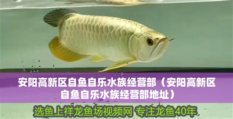 安陽高新區自魚自樂水族經營部（安陽高新區自魚自樂水族經營部地址）