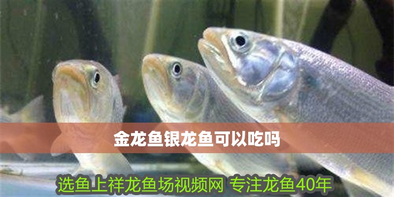 金龍魚銀龍魚可以吃嗎