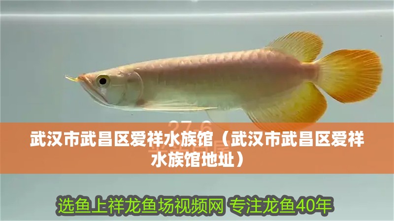 武漢市武昌區愛祥水族館（武漢市武昌區愛祥水族館地址）