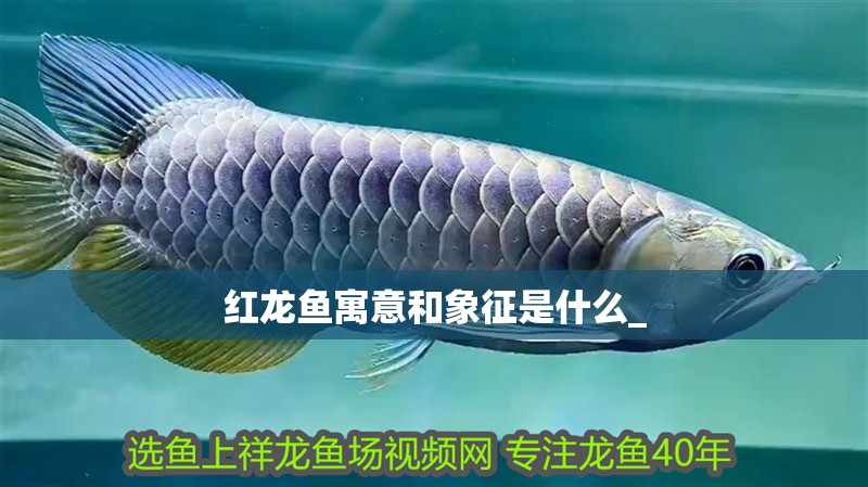 紅龍魚寓意和象征是什么_ 紅龍魚寓意和象征是什么_ 龍魚百科 第2張