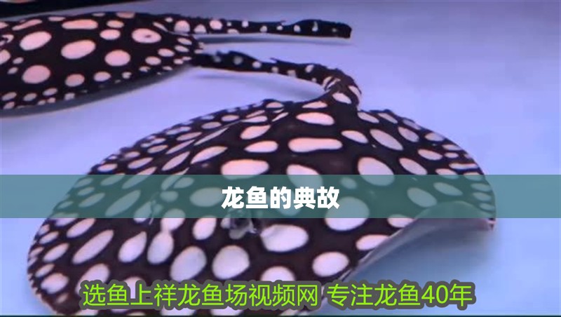龍魚的典故