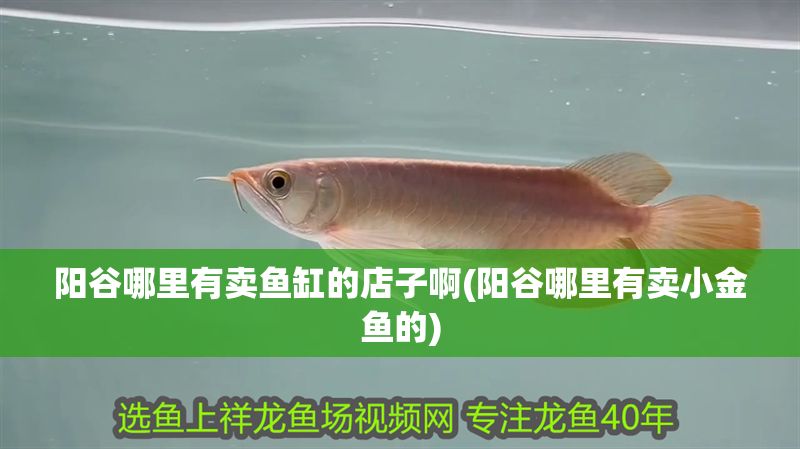 陽谷哪里有賣魚缸的店子啊(陽谷哪里有賣小金魚的) 黃金貓魚百科 第1張 陽谷哪里有賣魚缸的店子啊(陽谷哪里有賣小金魚的) 陽谷哪里有賣魚缸的店子啊(陽谷哪里有賣小金魚的) 黃金貓魚百科 第1張