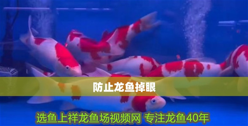 防止龍魚掉眼