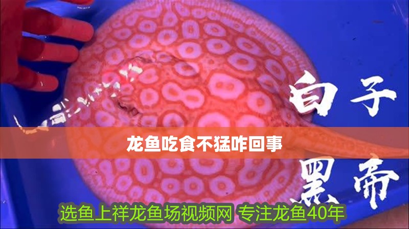 龍魚吃食不猛咋回事 龍魚吃食不猛咋回事 龍魚百科 第2張