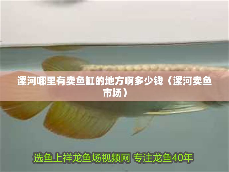 漯河哪里有賣魚(yú)缸的地方啊多少錢（漯河賣魚(yú)市場(chǎng)）