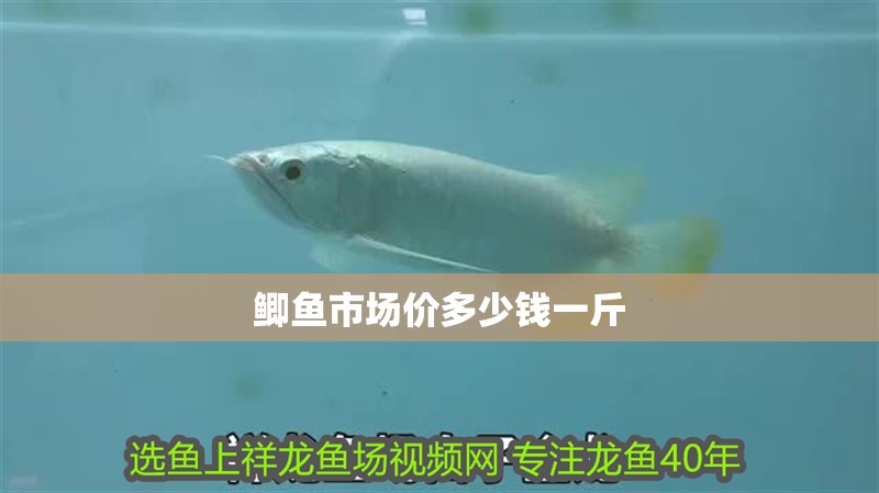 鯽魚市場價(jià)多少錢一斤