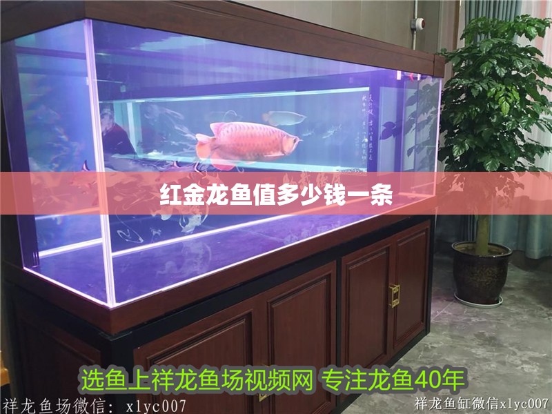 紅金龍魚值多少錢一條