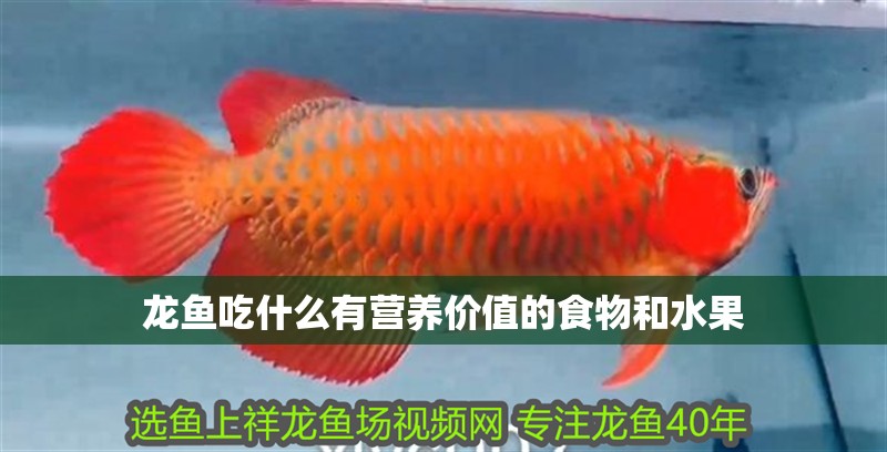 龍魚吃什么有營養(yǎng)價值的食物和水果