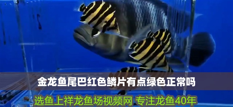 金龍魚尾巴紅色鱗片有點綠色正常嗎