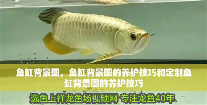 魚缸背景圖，魚缸背景圖的養護技巧和定制魚缸背景圖的養護技巧