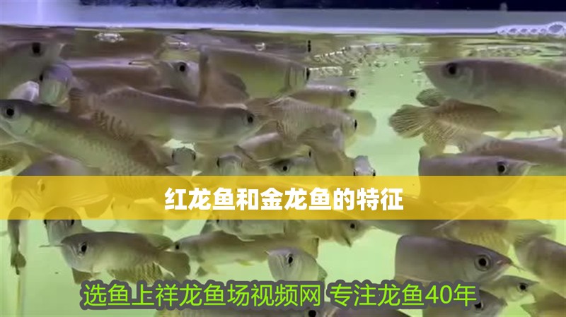 紅龍魚和金龍魚的特征