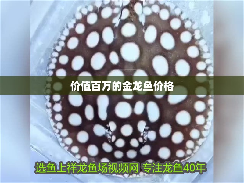 價值百萬的金龍魚價格 價值百萬的金龍魚價格 龍魚百科 第2張