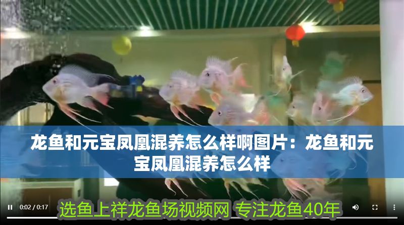龍魚和元寶鳳凰混養怎么樣啊圖片：龍魚和元寶鳳凰混養怎么樣 龍魚和元寶鳳凰混養怎么樣啊圖片：龍魚和元寶鳳凰混養怎么樣 元寶鳳凰魚百科 第2張