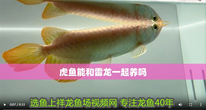 虎魚能和雷龍一起養(yǎng)嗎 虎魚能和雷龍一起養(yǎng)嗎 龍魚百科 第2張