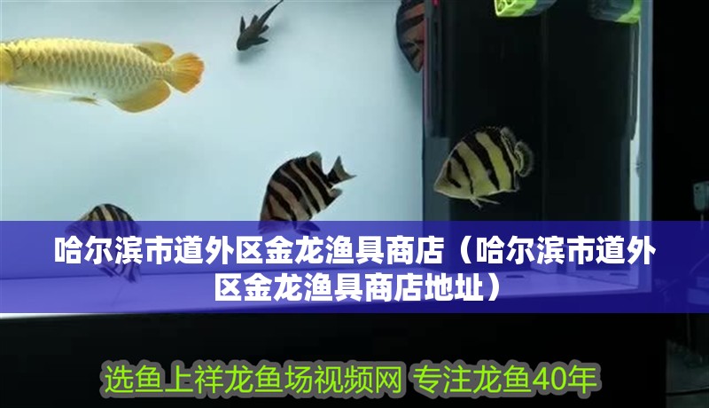 哈爾濱市道外區(qū)金龍漁具商店（哈爾濱市道外區(qū)金龍漁具商店地址）