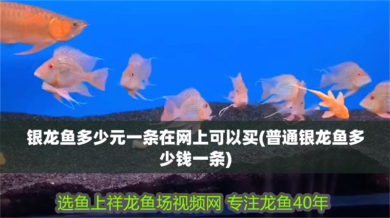 銀龍魚多少元一條在網上可以買(普通銀龍魚多少錢一條) 銀龍魚多少元一條在網上可以買(普通銀龍魚多少錢一條) 銀龍魚百科 第1張