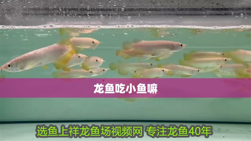 龍魚吃小魚嘛
