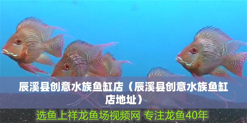 辰溪縣創意水族魚缸店（辰溪縣創意水族魚缸店地址） 辰溪縣創意水族魚缸店（辰溪縣創意水族魚缸店地址） 全國水族館企業名錄 第2張