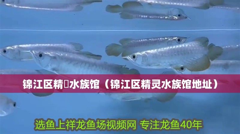 錦江區精靈水族館（錦江區精靈水族館地址）