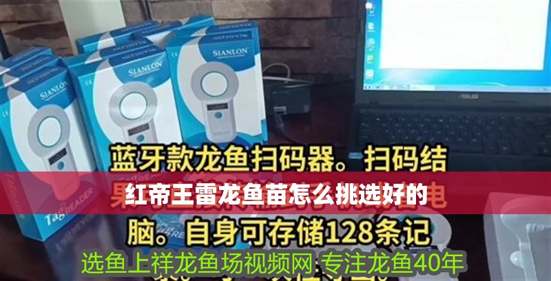 紅帝王雷龍魚苗怎么挑選好的