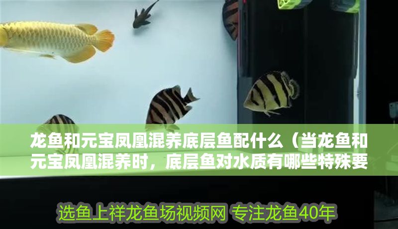 詳細(xì)閱讀:龍魚和元寶鳳凰混養(yǎng)底層魚配什么(當(dāng)龍魚和元寶鳳凰混養(yǎng)時(shí),底層魚對(duì)水質(zhì)有哪些特殊要求) 龍魚和元寶鳳凰混養(yǎng)底層魚配什么(當(dāng)龍魚和元寶鳳凰混養(yǎng)時(shí),底層魚對(duì)水質(zhì)有哪些特殊要求)
