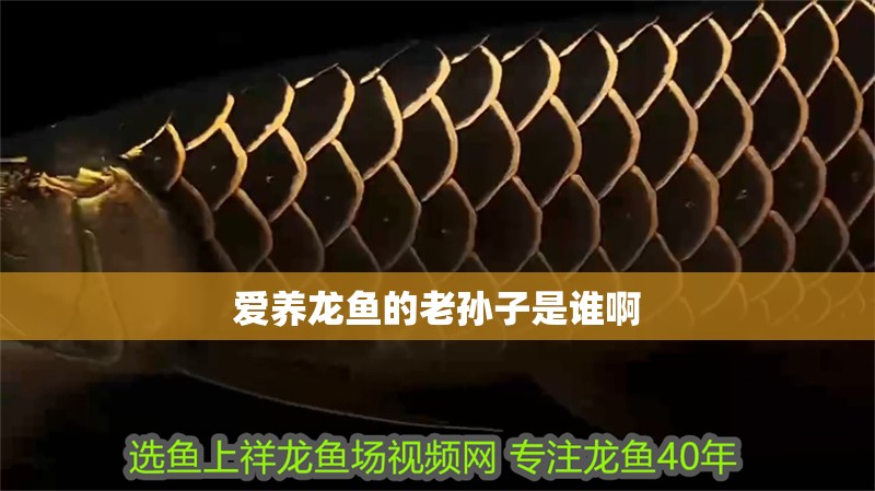 愛(ài)養(yǎng)龍魚(yú)的老孫子是誰(shuí)啊