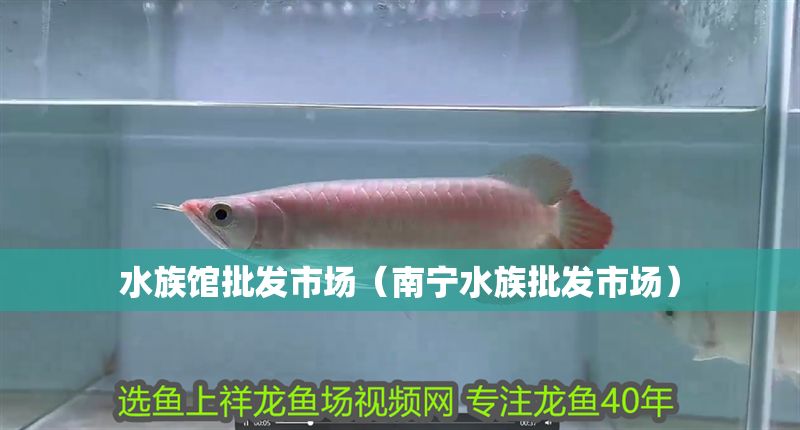水族館批發市場（南寧水族批發市場）