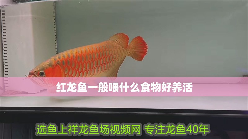 紅龍魚一般喂什么食物好養活