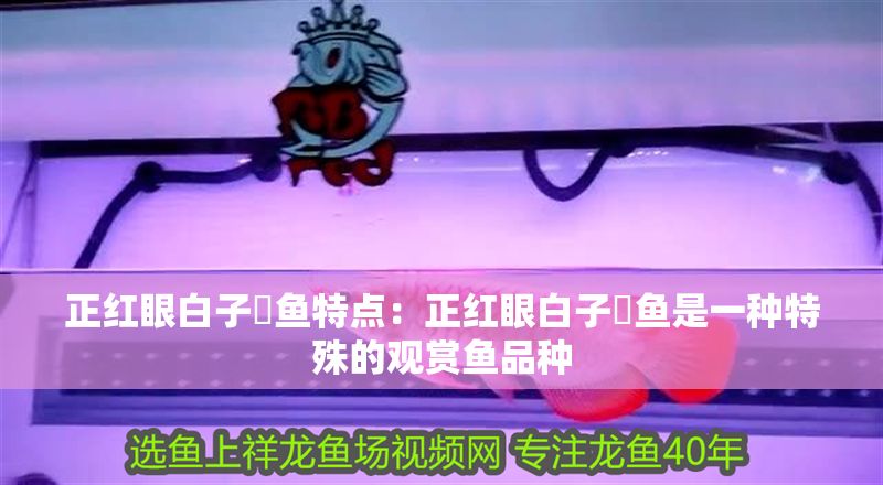 正紅眼白子魟魚特點：正紅眼白子魟魚是一種特殊的觀賞魚品種 正紅眼白子魟魚特點：正紅眼白子魟魚是一種特殊的觀賞魚品種 魟魚百科 第2張